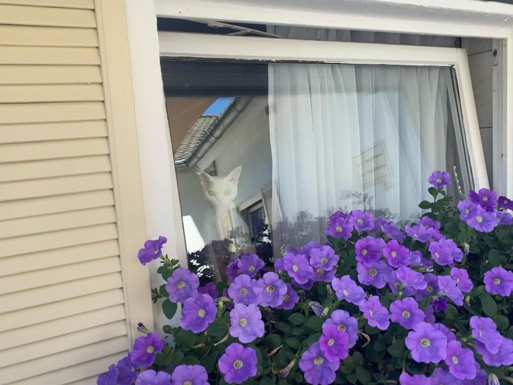 Wilsmann Apartmentvermietung